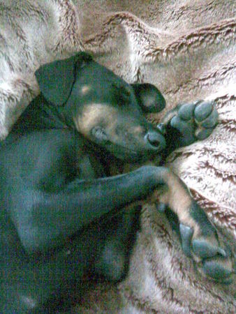Dobermann Hunde Foto 38562 in höherer Auflösung ansehen Dobermann kleiner Romeo 14 Wochen