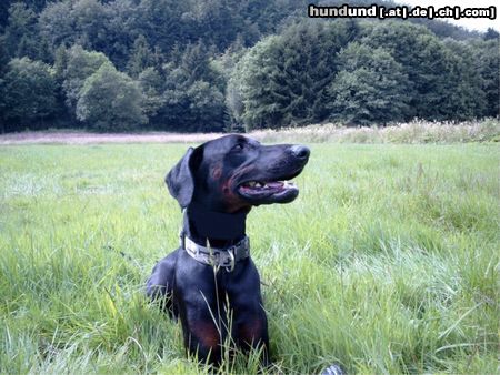 Dobermann Hunde Foto 12961 Dobermann einfach schön