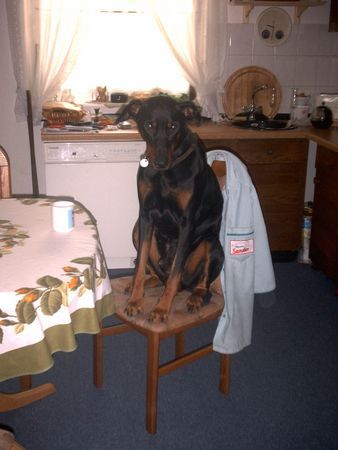 Dobermann Hunde Foto 33945 Dobermann Rocky beim Kaffee