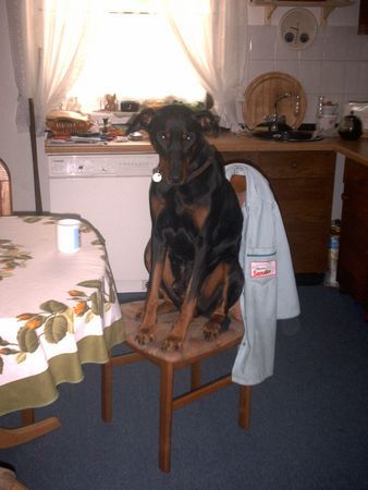 Dobermann Rocky beim Kaffee