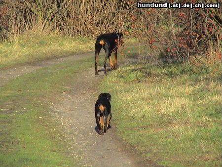 Dobermann Hunde Foto 15282 Dobermann Luna ( 8 Wo ) und Aischa ( 13J ) Auch ein schöner Rücken, kann entzücken !