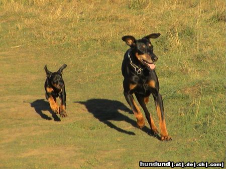 Dobermann Hunde Foto 15281 Dobermann Luna ( 8 Wo ) und Aischa ( 13J )