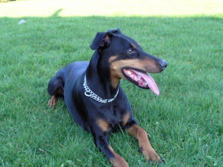 Dobermann Hunde Foto 36752 in höherer Auflösung ansehen Dobermann Das ist Bonny