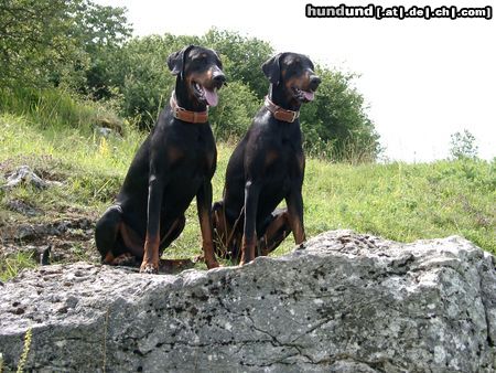 Dobermann Hunde Foto 23022 Dobermann Snoop+Cyrus