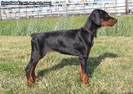 Dobermann Hunde Foto 14004 Dobermann Brunello (10. Wo.)