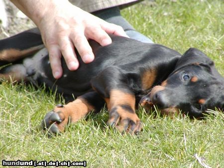 Dobermann Hunde Foto 19737 Dobermann Bruno :)))