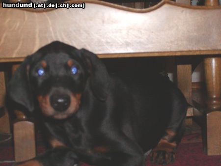 Dobermann Hunde Foto 19738 Dobermann Bruno baby