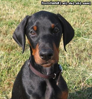 Dobermann Hunde Foto 14005 Dobermann Brunello (10. Wo.)