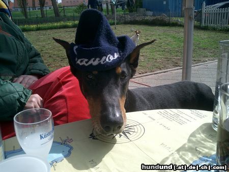 Dobermann Hunde Foto 22110 in höherer Auflösung ansehen Dobermann sch.....Herrentag !