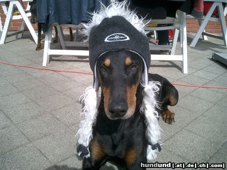 Dobermann Hunde Foto 22095 in höherer Auflösung ansehen Dobermann ...ich fühl mich gut !