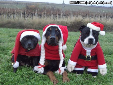Dobermann Hunde Foto 16970 in höherer Auflösung ansehen Dobermann X-Mas Dogs