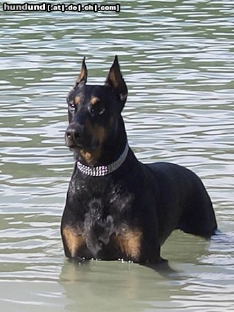 Dobermann Hunde Foto 25620 in höherer Auflösung ansehen Dobermann Aaron die Wasserratte