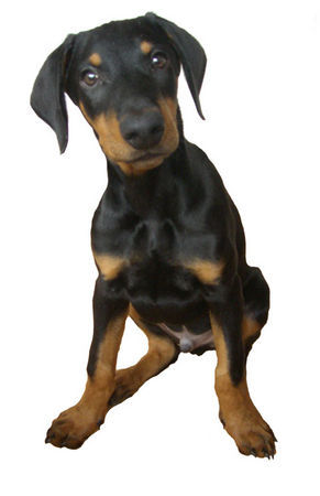 Dobermann Hunde Foto 40412 in höherer Auflösung ansehen Dobermann dino mit 16 wochen