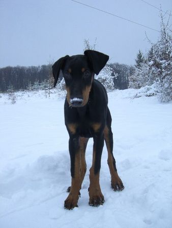 Dobermann Hunde Foto 40427 in höherer Auflösung ansehen Dobermann dino 18 wochen