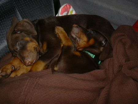 Dobermann Hunde Foto 32561 Dobermann canis & seine schwester dea