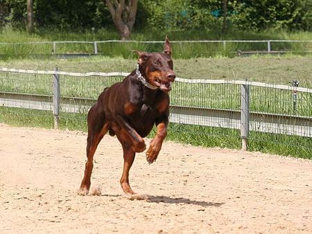 Dobermann Hunde Foto 32563 Dobermann canis auf der hunderennbahn