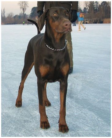 Dobermann Hunde Foto 28889 Dobermann Meine Caramel