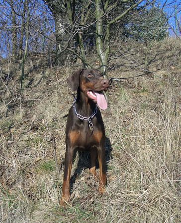 Dobermann Hunde Foto 37385 Dobermann Caramel