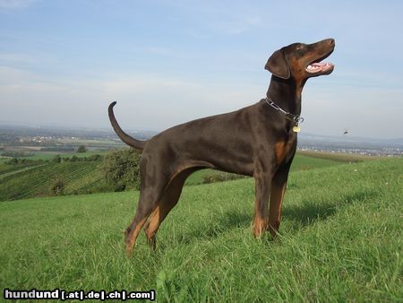 Dobermann Hunde Foto 26123 in höherer Auflösung ansehen Dobermann Caramel Rhapsody mit 6 Monaten