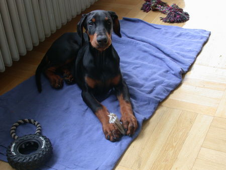 Dobermann Hunde Foto 29454 Dobermann Carlito wird erwachsen!