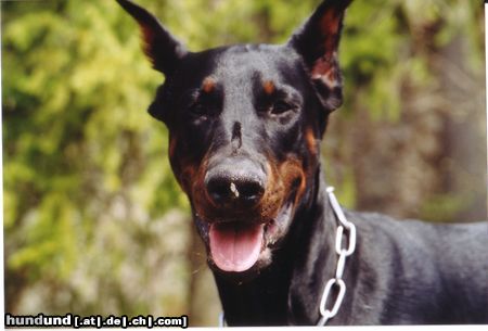 Dobermann Hunde Foto 15509 Dobermann Chakko