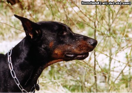 Dobermann Hunde Foto 15510 Dobermann Chakko