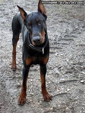 Dobermann Hunde Foto 9883 Dobermann Chester (Helios von Toonstadt) mit 13 Monaten