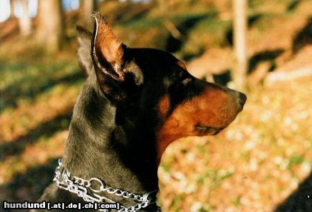 Dobermann Hunde Foto 14669 Dobermann Cimba