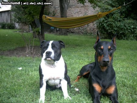Dobermann Hunde Foto 3378 Dobermann Aaron von Vasoldsberg