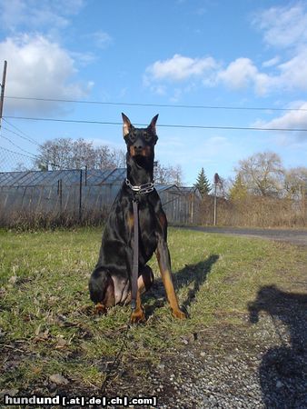 Dobermann Hunde Foto 18259 in höherer Auflösung ansehen Dobermann Qui Vive vom Traum d. Jugend