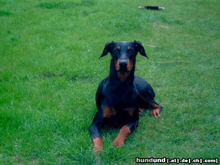 Dobermann Hunde Foto 20979 in höherer Auflösung ansehen Dobermann Luke