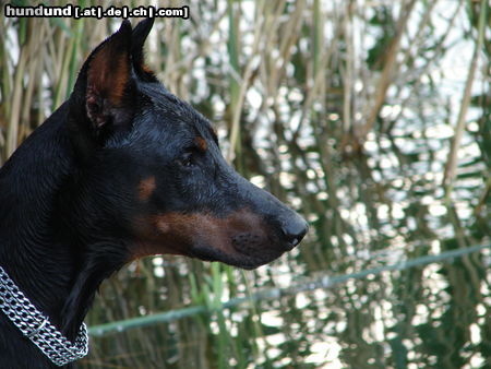 Dobermann ICE 