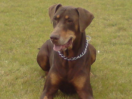 Dobermann Apollo lauert auf seinen freund