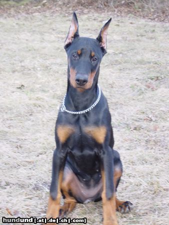Dobermann Hunde Foto 9316 Dobermann Aysha