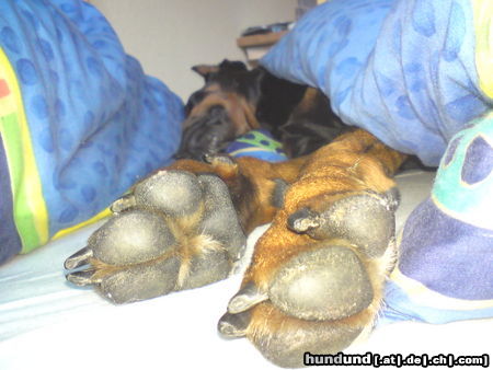 Dobermann  . . . ich will noch nicht aufstehen!!!