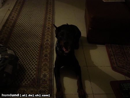 Dobermann Hunde Foto 7833 Dobermann