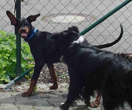 Dobermann Hunde Foto 33172 Dobermann Gil_komm mir nicht zu nahe...