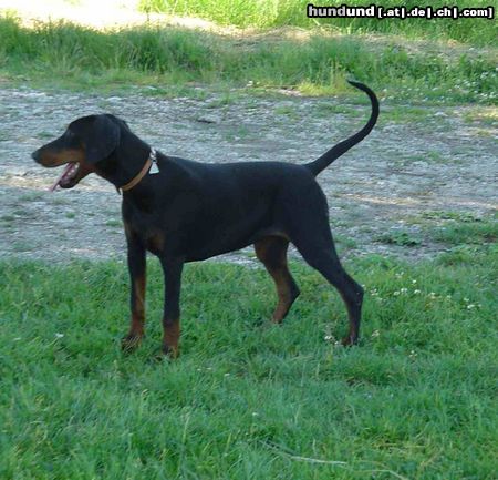 Dobermann Hunde Foto 23152 Dobermann Unsere Dobihündin Gil- 5 Monate