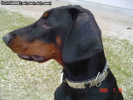 Dobermann Hunde Foto 23171 Dobermann Hübsche Gil
