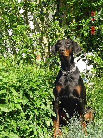 Dobermann Hunde Foto 32525 Dobermann Gil - Gute Aussicht