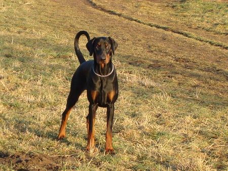 Dobermann Fara vom Larimar