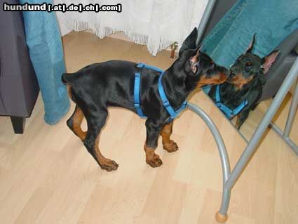 Dobermann Hunde Foto 12263 Dobermann Gräfin Joy of Mon-ja-mes