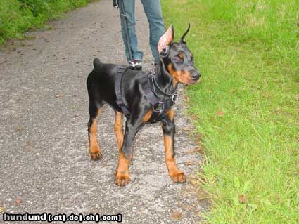Dobermann Hunde Foto 12264 Dobermann Gräfin Joy of Mon-ja-mes