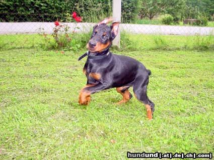 Dobermann Hunde Foto 12265 Dobermann Gräfin Joy of Mon-ja-mes