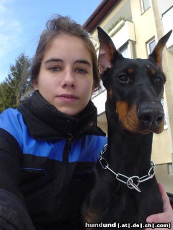 Dobermann Hunde Foto 8724 Dobermann