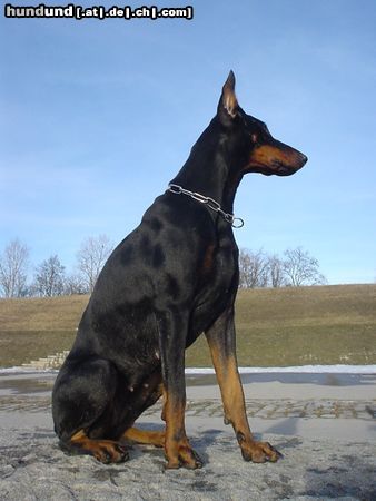 Dobermann Hunde Foto 8725 Dobermann