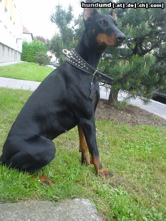Dobermann Hunde Foto 11238 Dobermann Killer Kiwi ;)