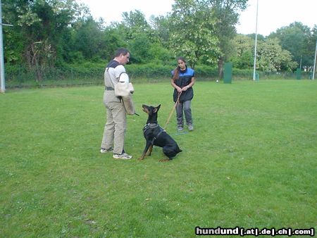 Dobermann Hunde Foto 11589 Dobermann Qui Vive - Schutz