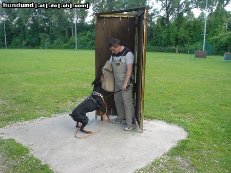 Dobermann Hunde Foto 11590 Dobermann Qui Vive - Schutz