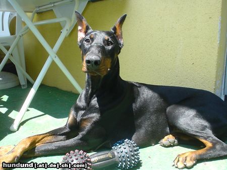 Dobermann Hunde Foto 11920 Dobermann Qui Vive